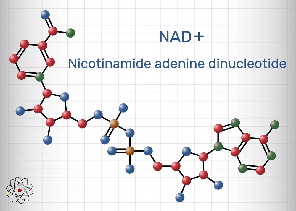 The Anti-Aging Effects of NADH (NAD+): Unlocking the Secret to NADH (NAD+)